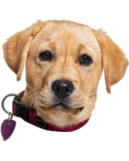 dog head