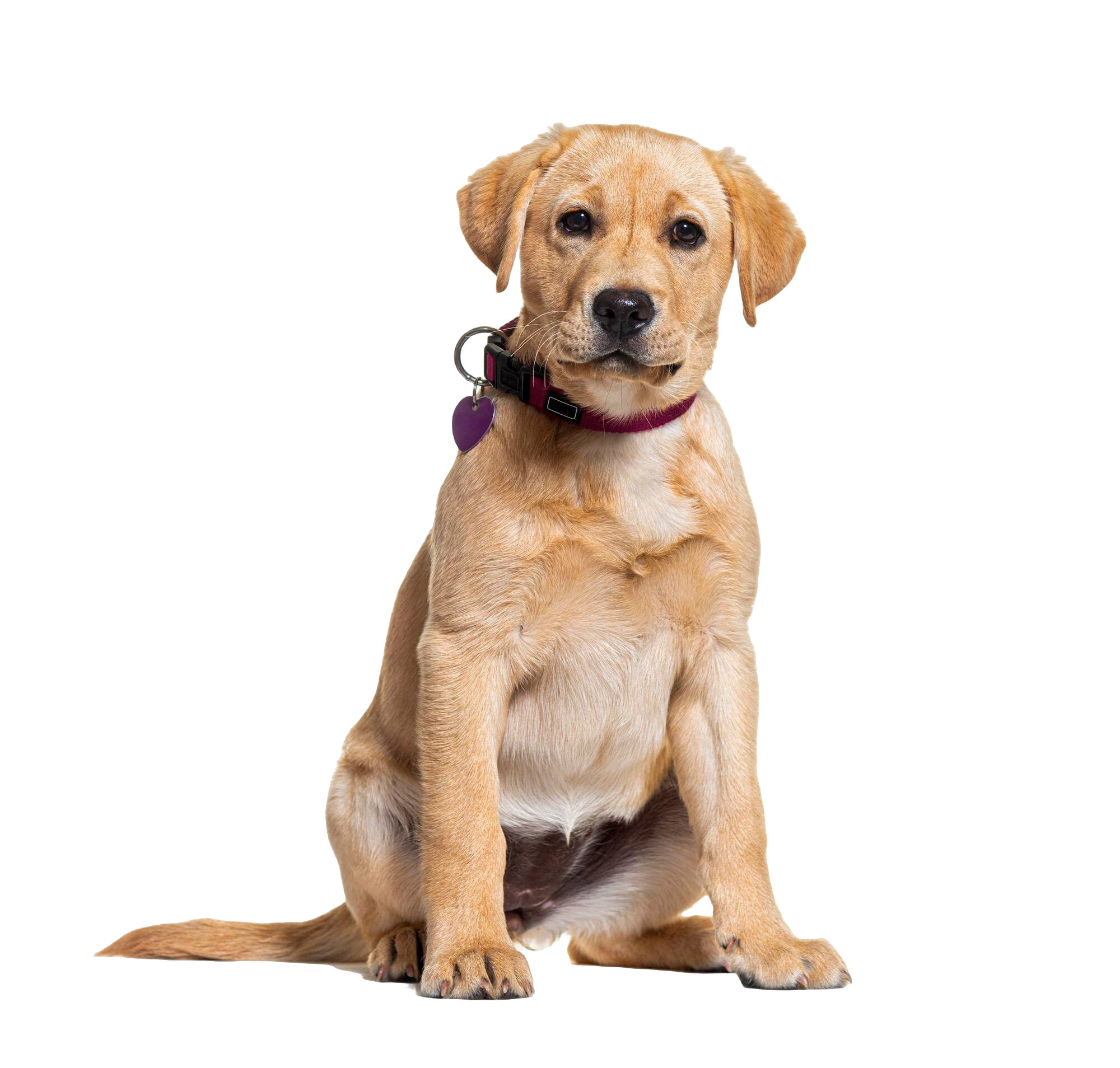 mixedbreed-dog-isolated-white