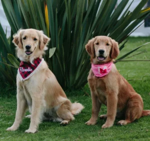 Pension familiale pour chien à Montaigu-Vendée Saint-Philbert-de-Grand-Lieu Machecoul La Roche-sur-Yon Essarts-en-Bocage Clisson Vertou