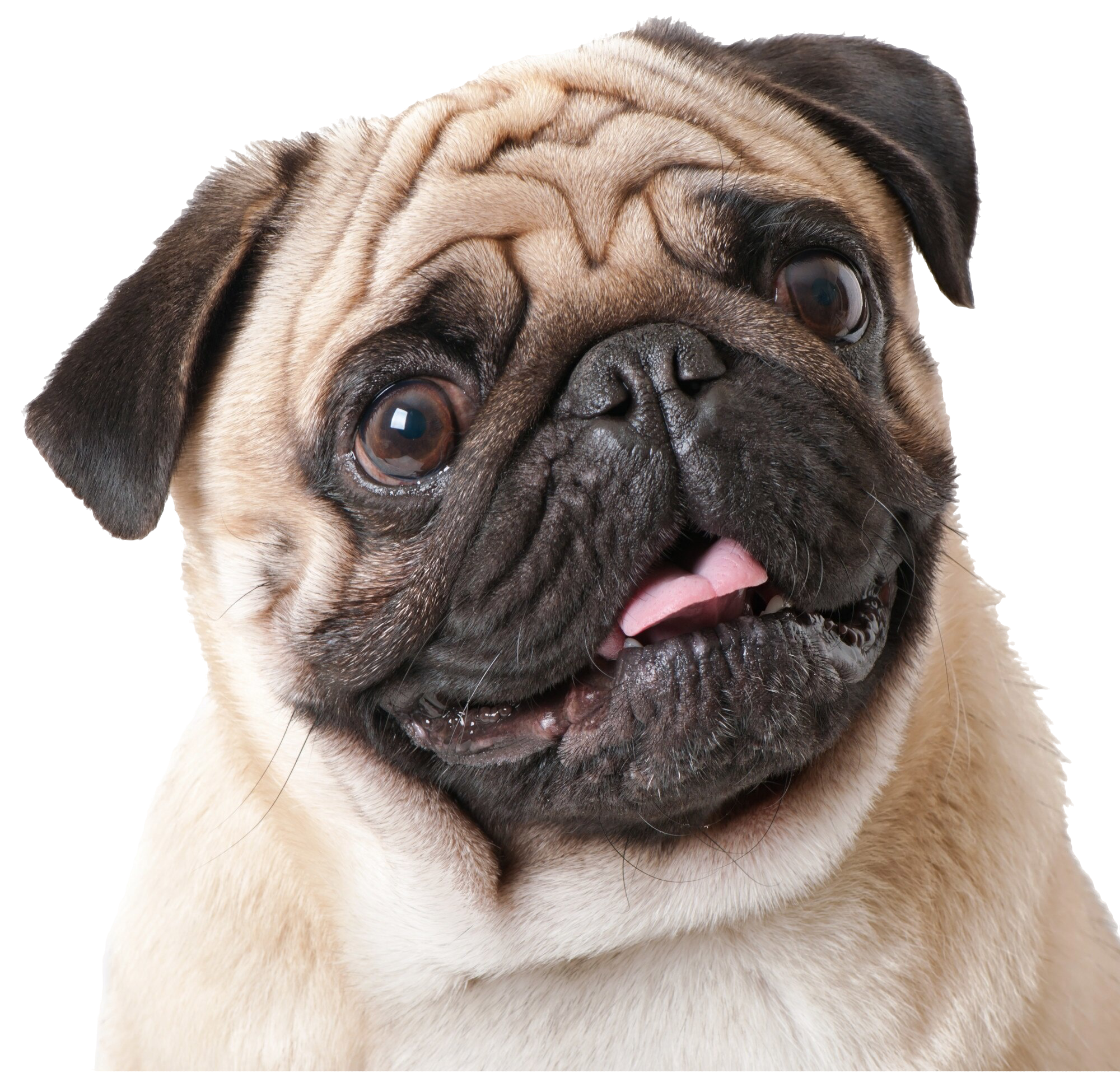 pug-dog-isolated-white-background